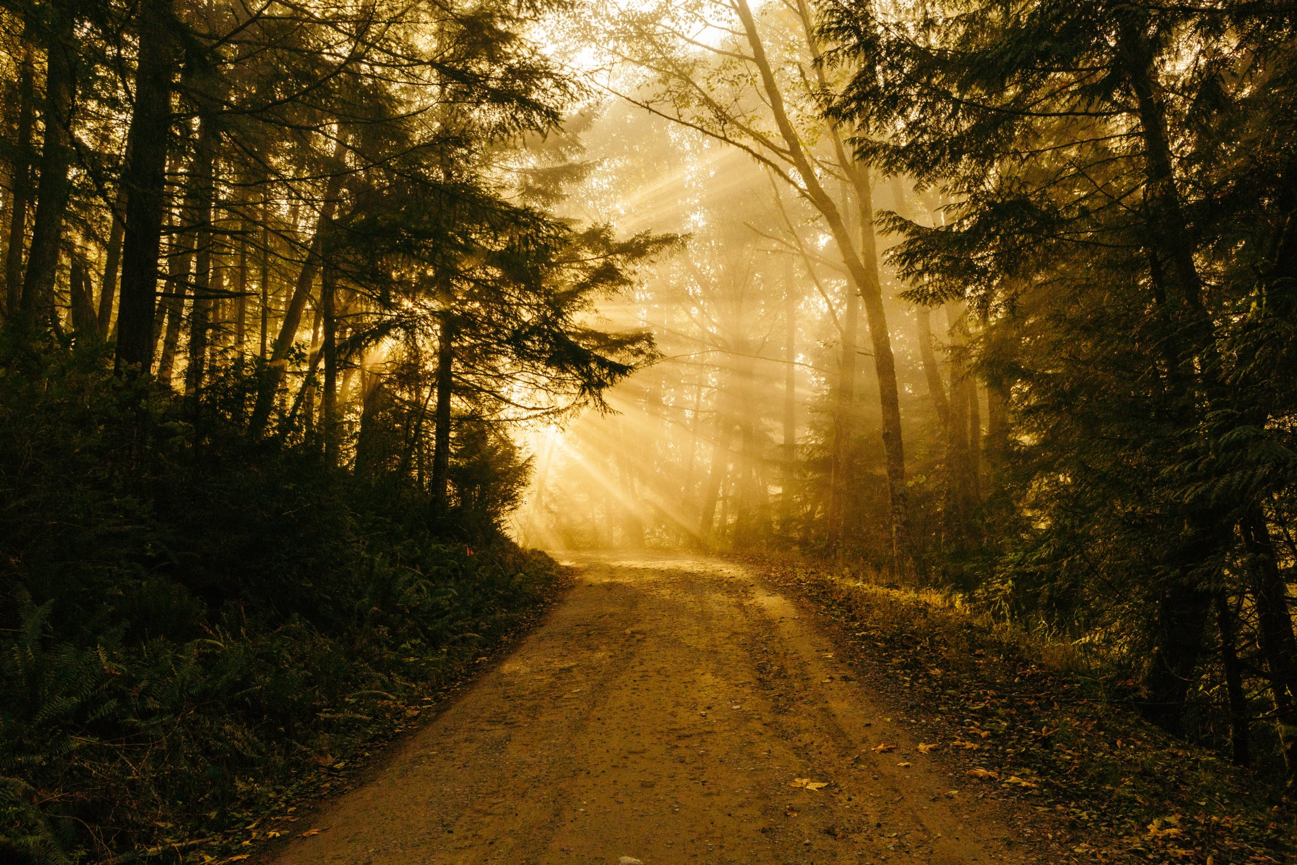 patrick-fore-74TufExdP3Y-unsplash Photo by Patrick Fore on Unsplash